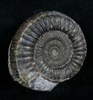 Inch Wide Dactylioceras Ammonite #4233-1